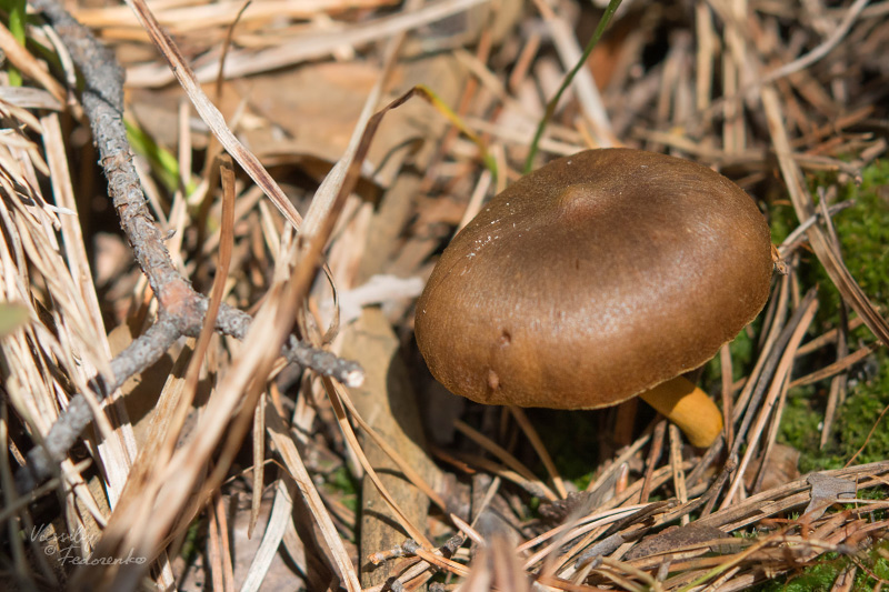 cortinarius_semisanguineus_01.jpg
