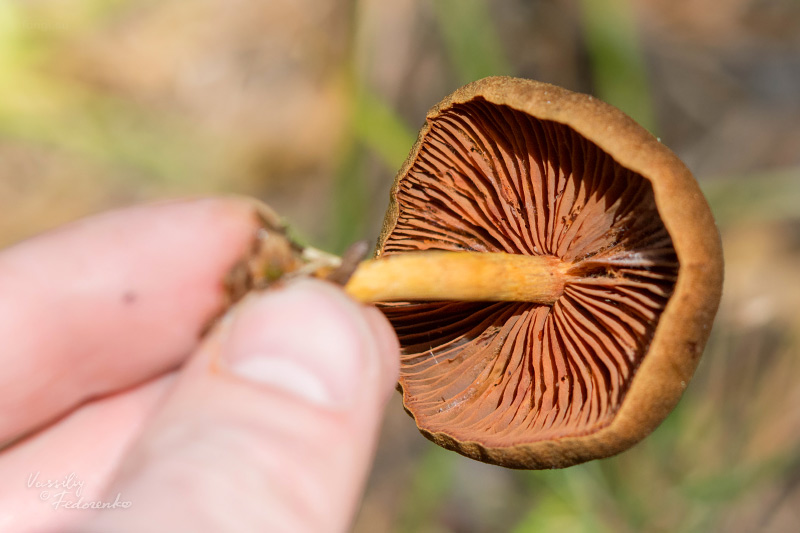 cortinarius_semisanguineus_02.jpg
