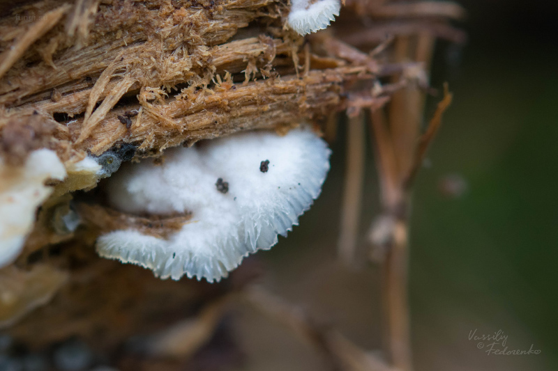 fungi_01_3.jpg