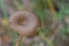 fungi_01_t1.jpg
