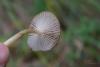 fungi_02_t1.jpg