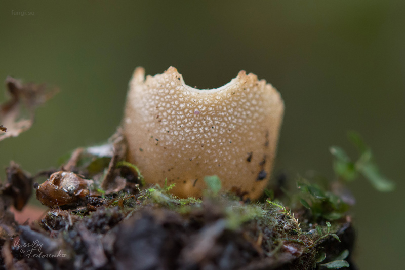fungi_03_3.jpg