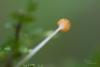 fungi_07_t1.jpg