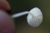 fungi_09_t1.jpg