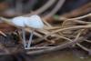 fungi_11_t1.jpg