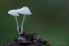 fungi_12_t1.jpg