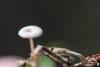 fungus_05_t1.jpg
