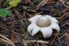 geastrum_01_t1.jpg