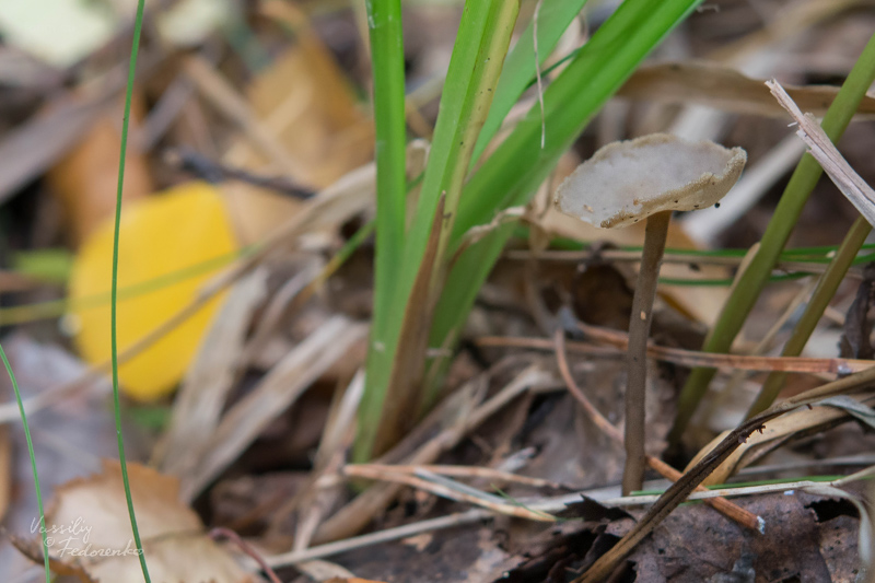 helvella-macropus_01_1.jpg