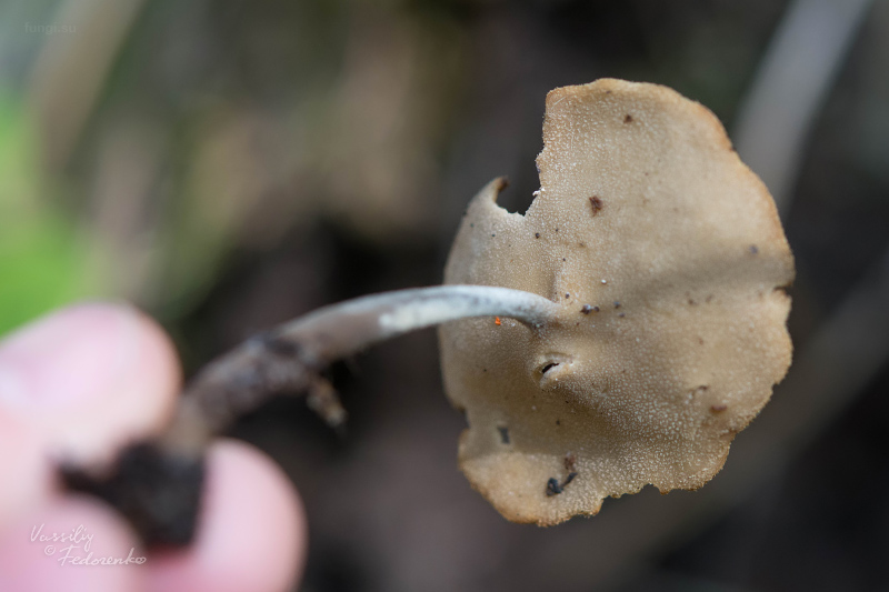 helvella-macropus_02.jpg