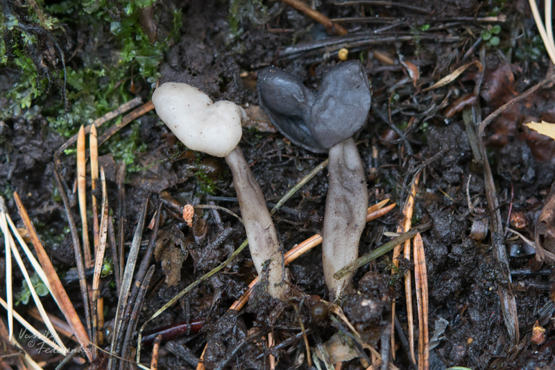 helvella_atra_09.jpg