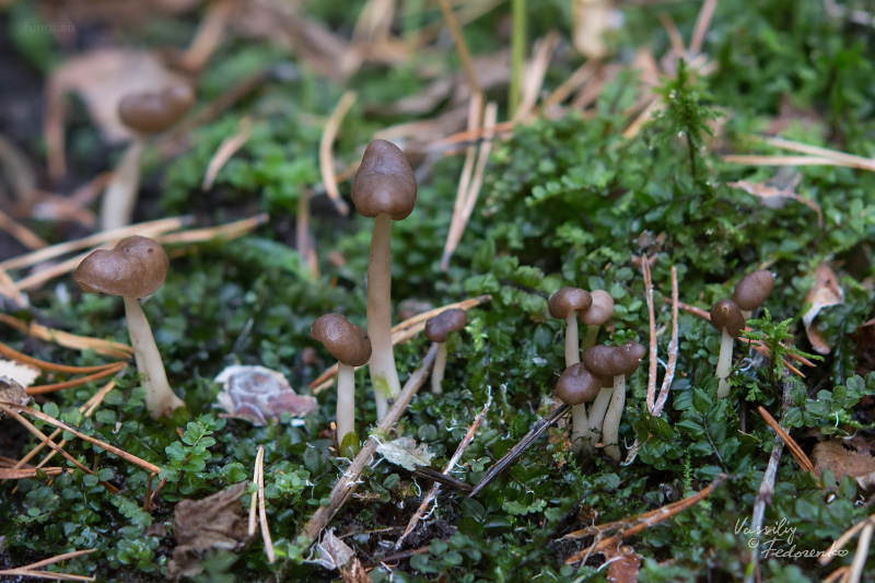 helvella_elastica_01.jpg