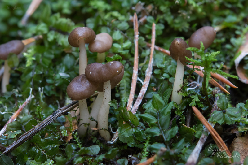 helvella_elastica_02.jpg