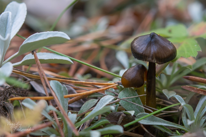 hygrocybe-conica_01.jpg