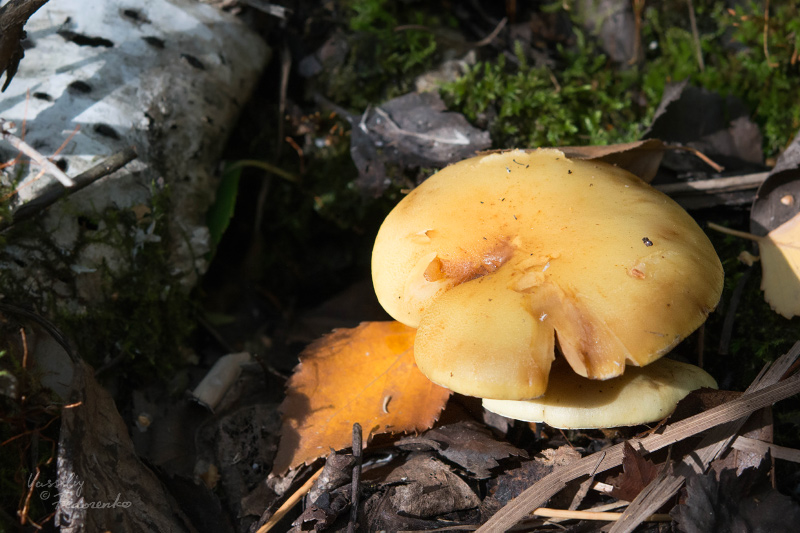 hypholoma_01.jpg