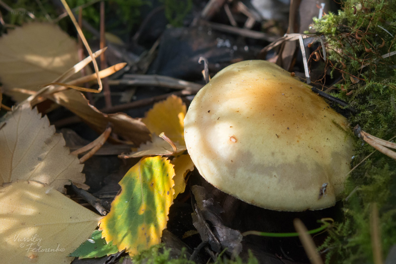 hypholoma_02.jpg