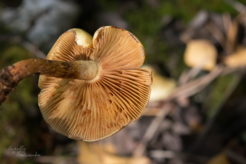 hypholoma_03.jpg