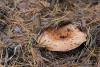 lactarius-deliciosus_01_t1.jpg