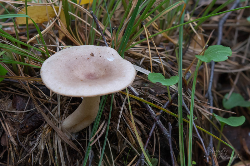 lactarius_01_2.jpg