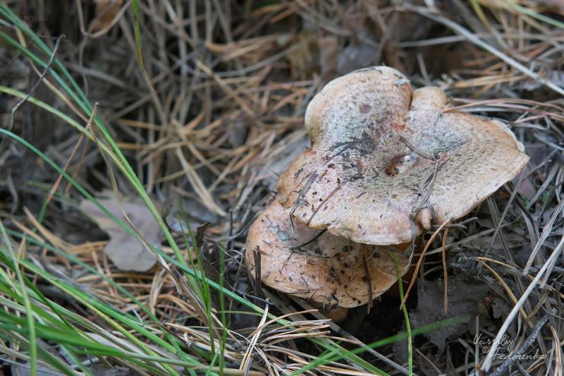lactarius_02.jpg