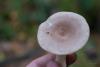 lactarius_02_t1_2.jpg