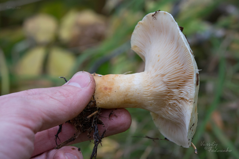 lactarius_03_1.jpg