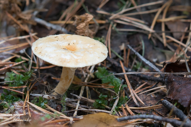 lactarius_04.jpg