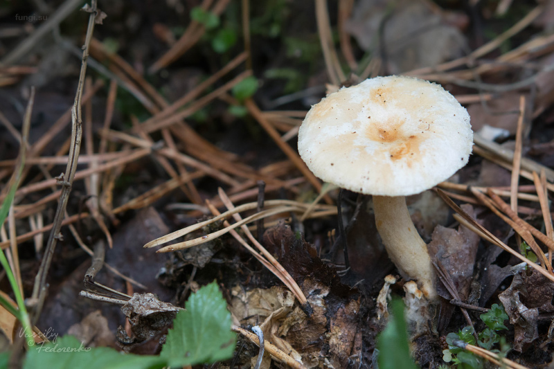 lactarius_05.jpg