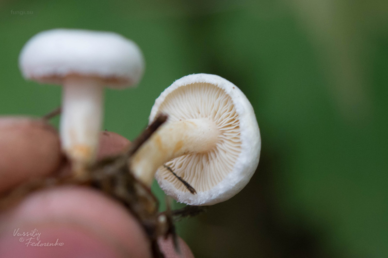 lactarius_07.jpg