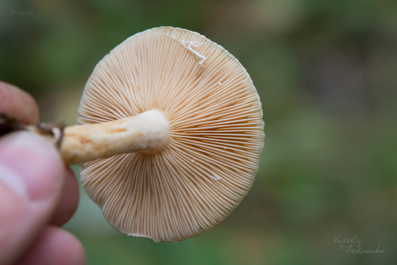 lactarius_08.jpg