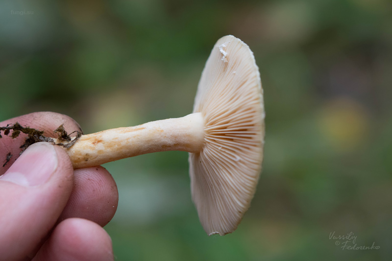 lactarius_09.jpg