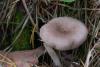 lactarius_11_t1.jpg