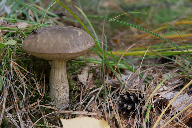 leccinum-01.jpg
