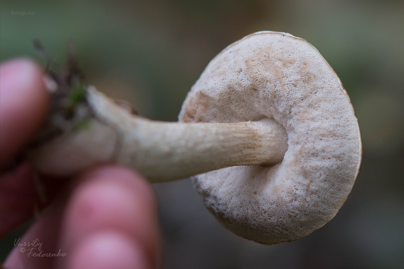 leccinum-holopus_02.jpg