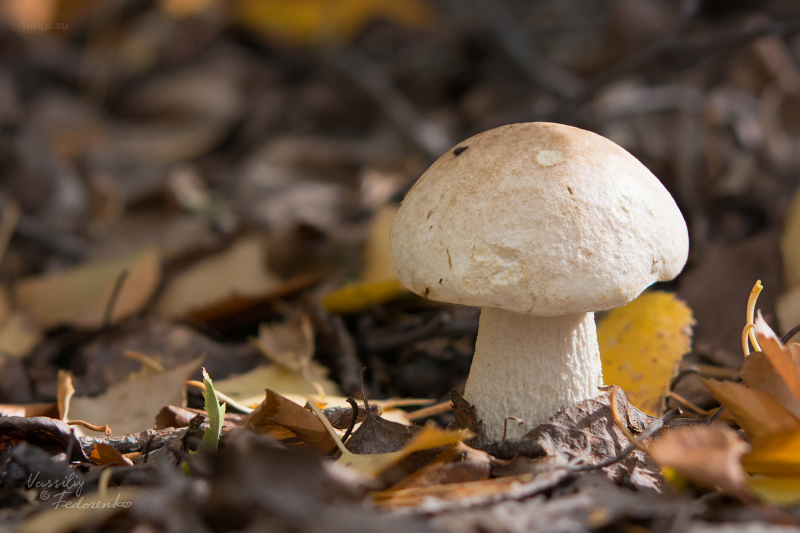 leccinum-holopus_02_1.jpg