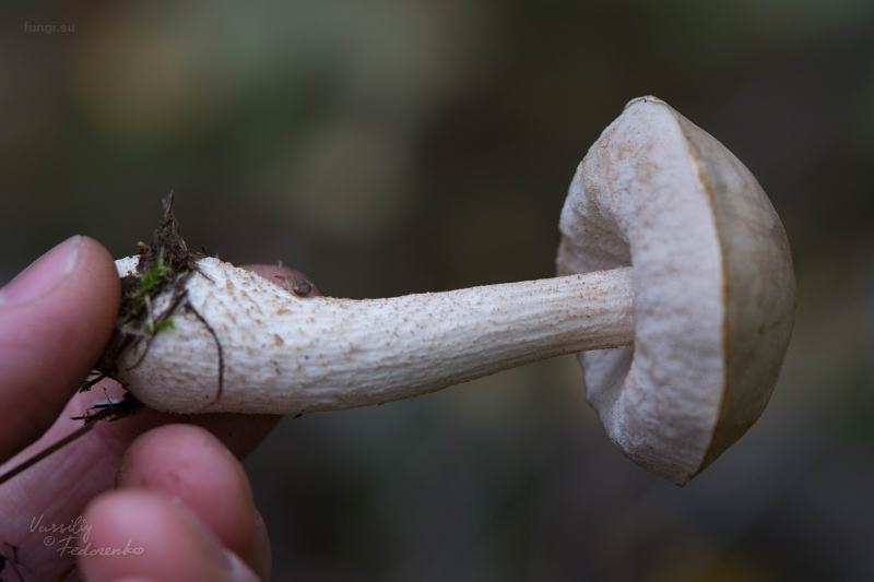 leccinum-holopus_03.jpg