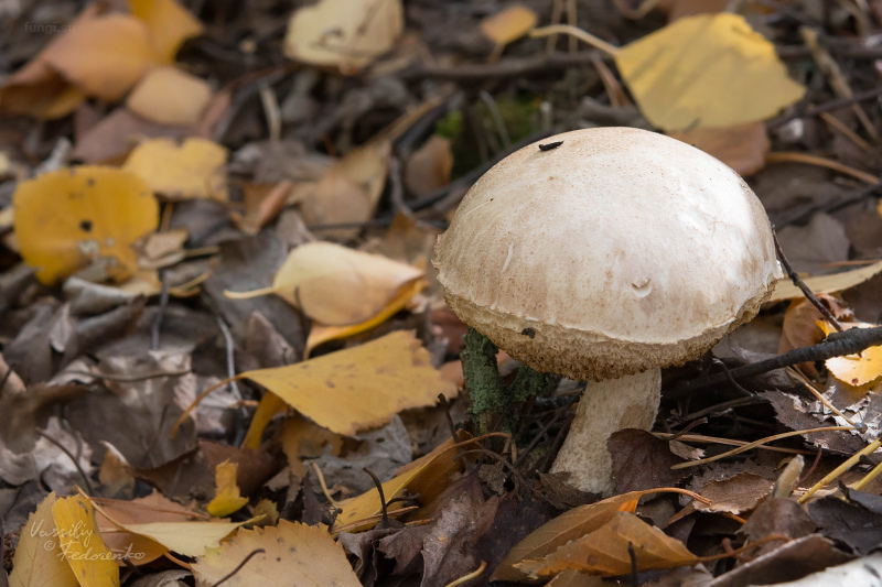 leccinum-holopus_03_1.jpg