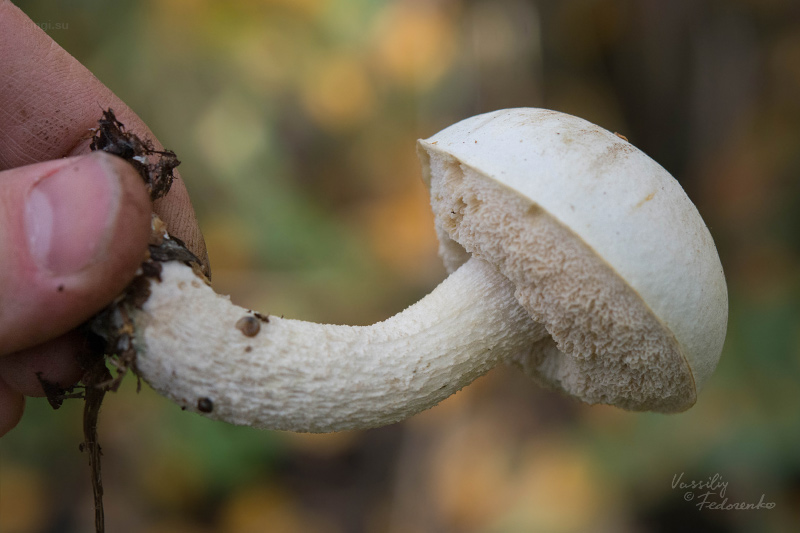 leccinum-holopus_05.jpg