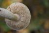 leccinum-holopus_06_t1.jpg