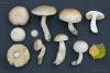 leccinum-holopus_08_t1.jpg