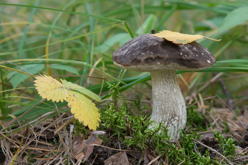 leccinum-variicolor_01.jpg