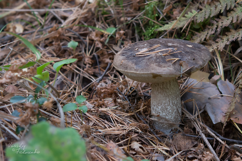 leccinum-variicolor_01_1.jpg
