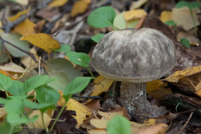 leccinum-variicolor_01_3.jpg