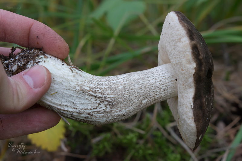 leccinum-variicolor_03.jpg