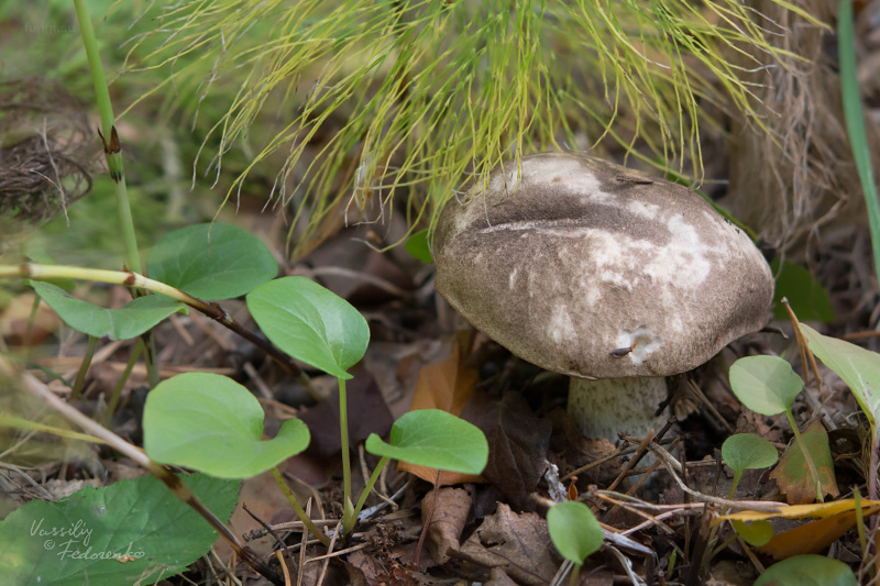 leccinum-variicolor_06.jpg