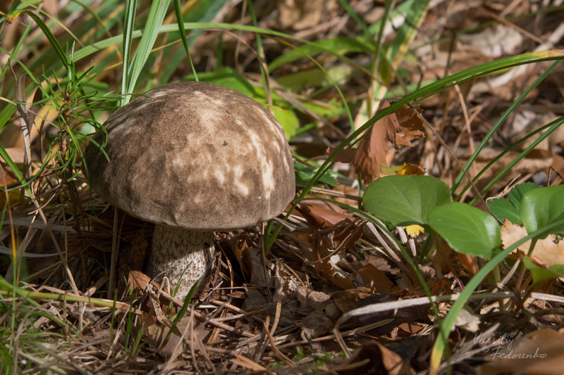 leccinum-variicolor_10.jpg