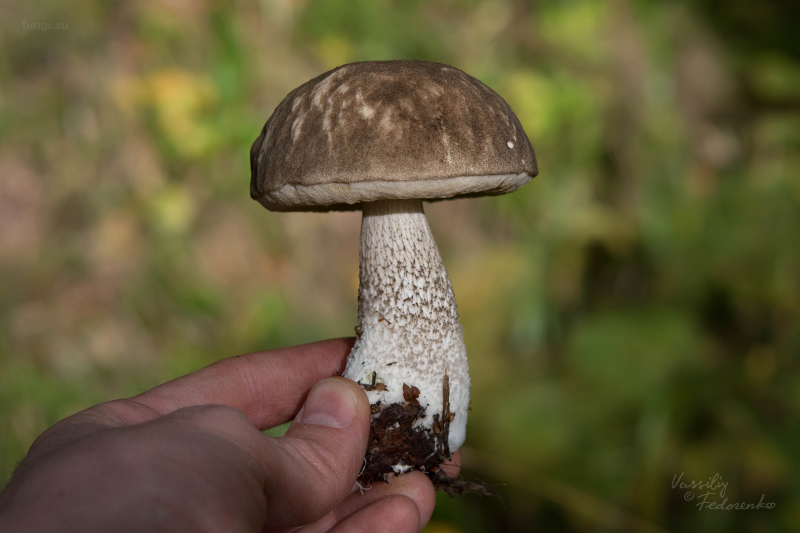 leccinum-variicolor_11.jpg