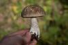leccinum-variicolor_11_t1.jpg