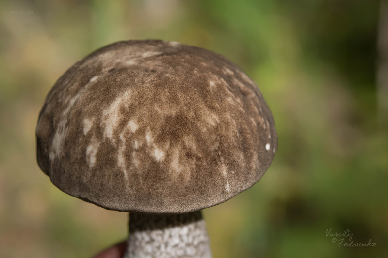 leccinum-variicolor_12.jpg