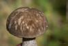 leccinum-variicolor_12_t1.jpg